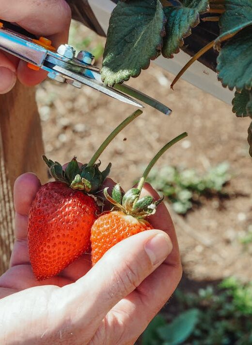 JustLikeFamilyHomeCare Gardening - Just Like Family Home Care